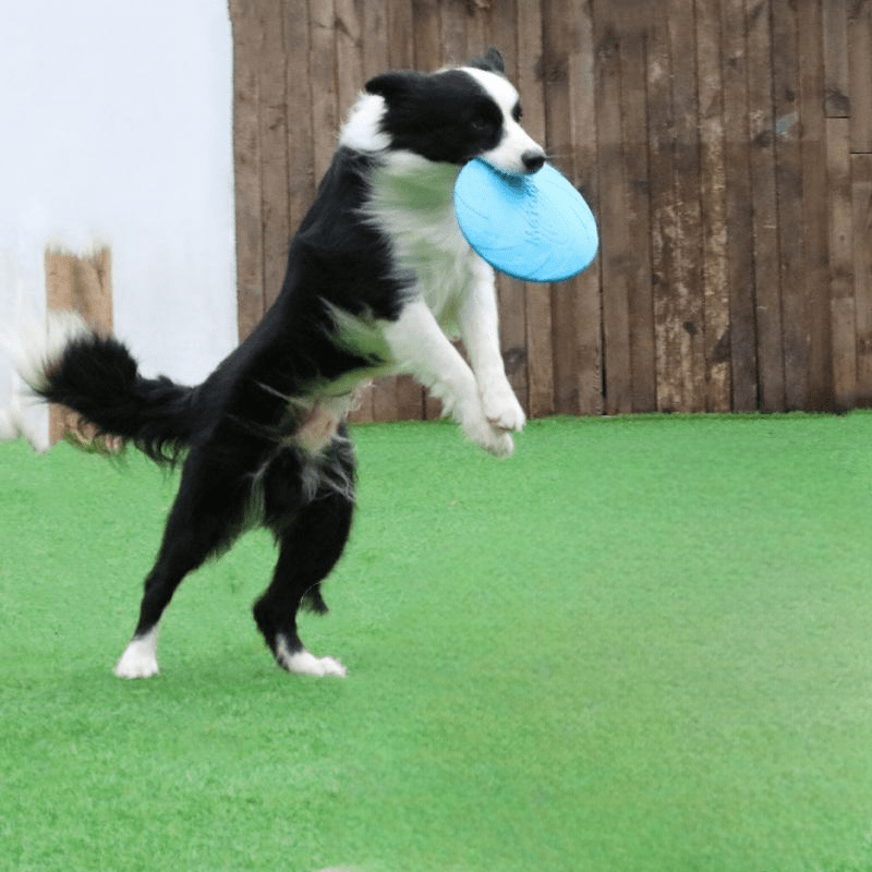 Frisbee Chien - FlyingDiscToys™ - Bleu - Toutou Joyeux