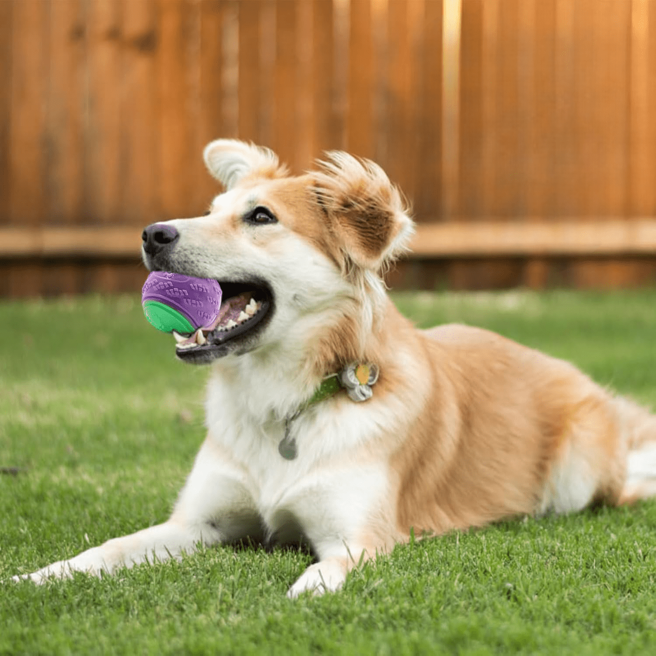 Balle pour Chien - InteractiveToys™ - Violet - Toutou Joyeux