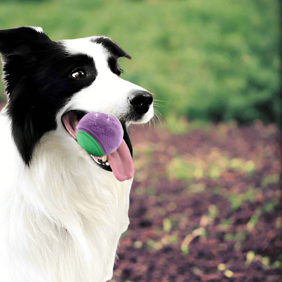 Balle pour Chien - InteractiveToys™ - Violet - Toutou Joyeux