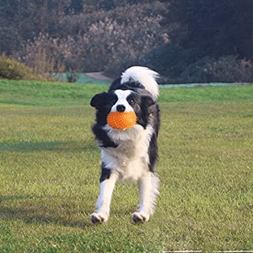 Balle pour Chien - BiteResistantBall™ - Orange - Toutou Joyeux