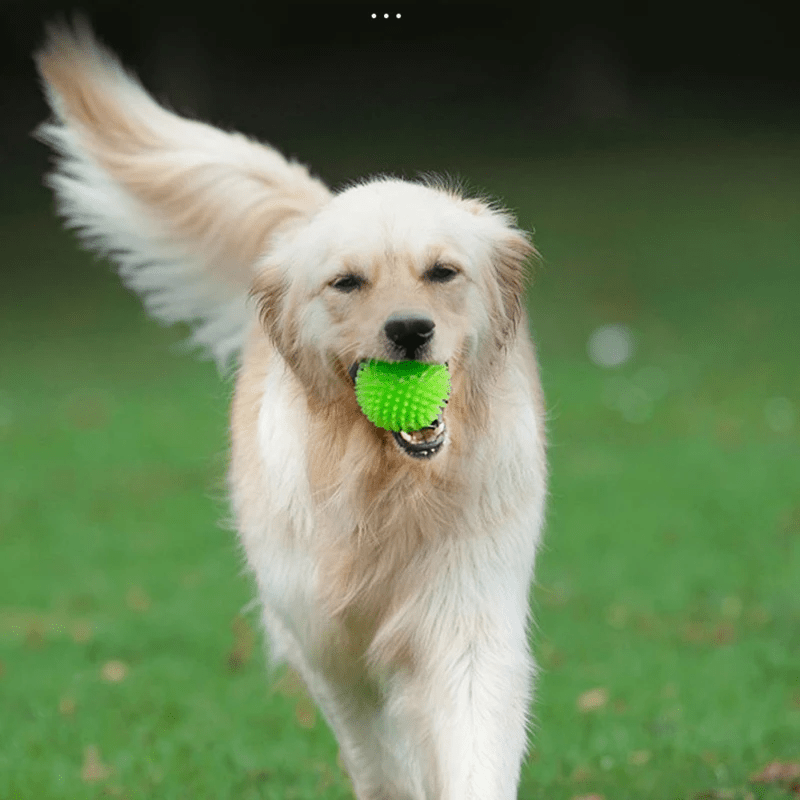 Balle pour Chien - BiteResistantBall™ - Vert - Toutou Joyeux
